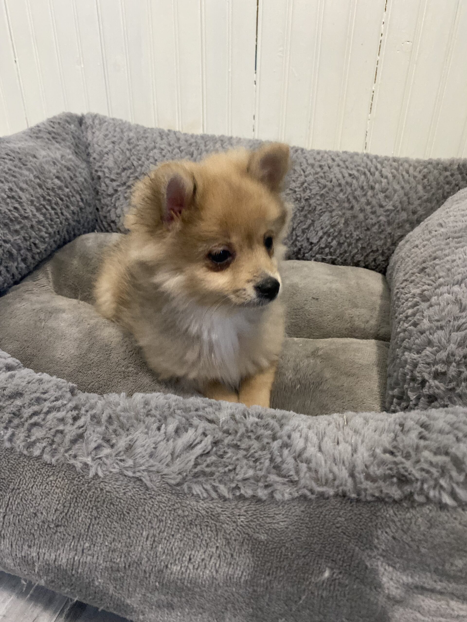 Available Puppies | Halo Puppies