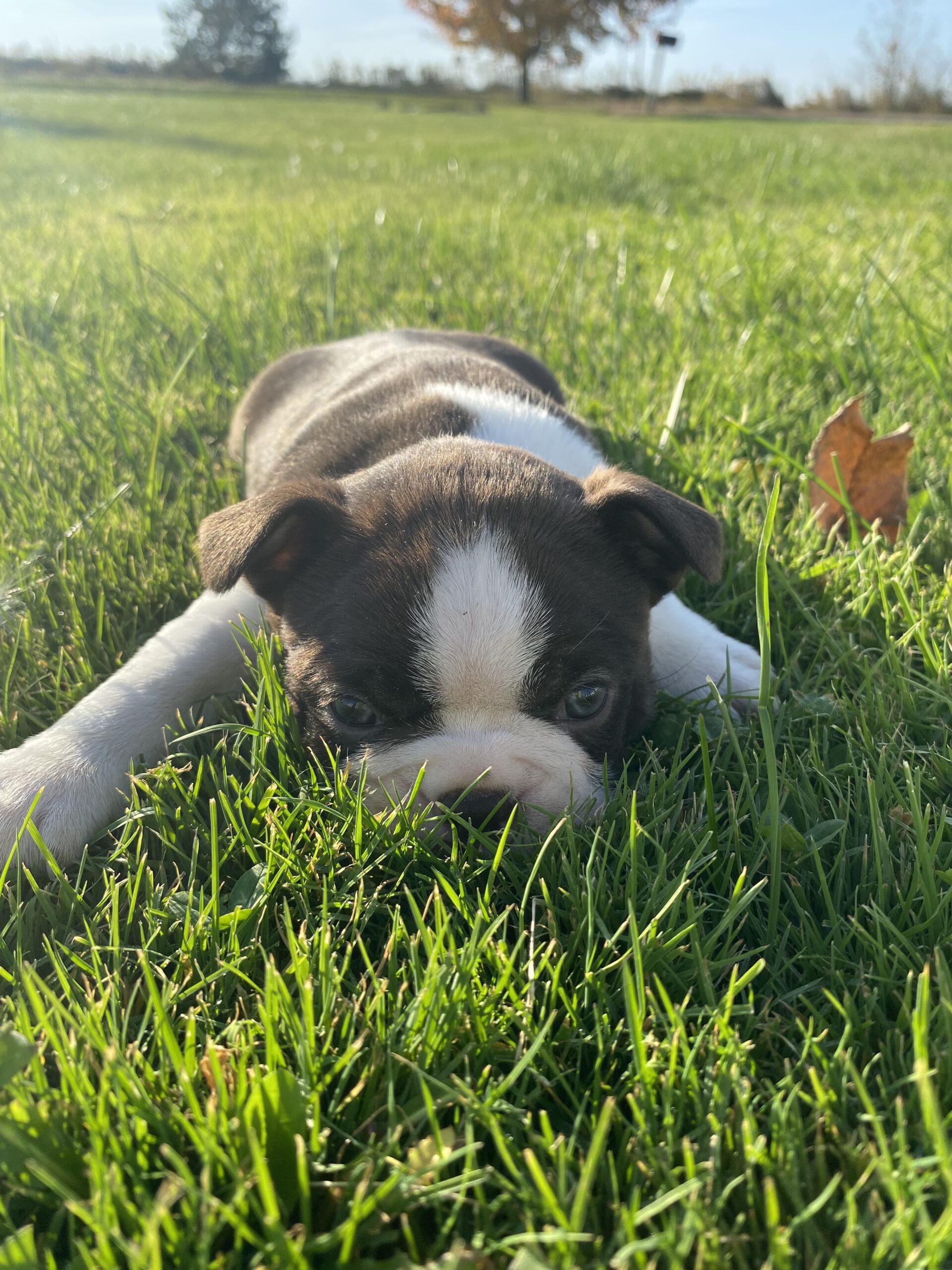 Female Boston terrier puppies